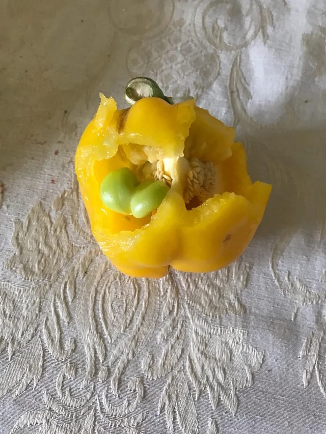 My pepper grew another pepper inside