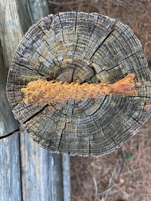 This pine cone looks like shrimp tempura