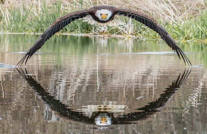 fascinating photos - eagle over water