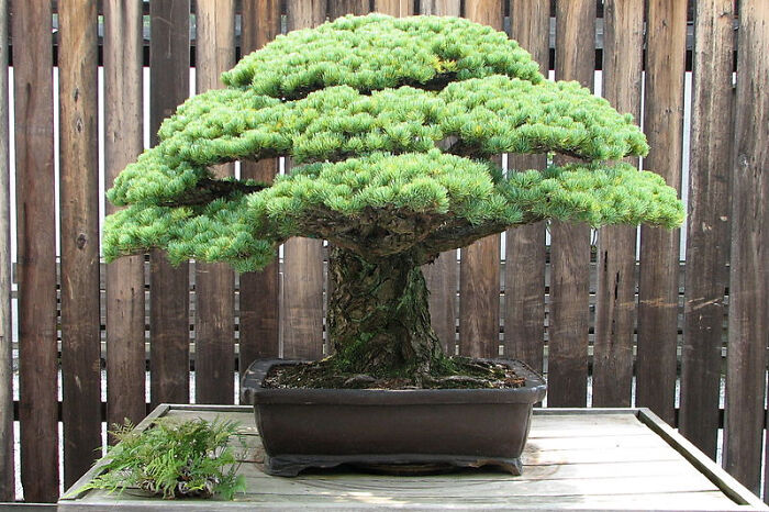 fascinating photos - white pine bonsai