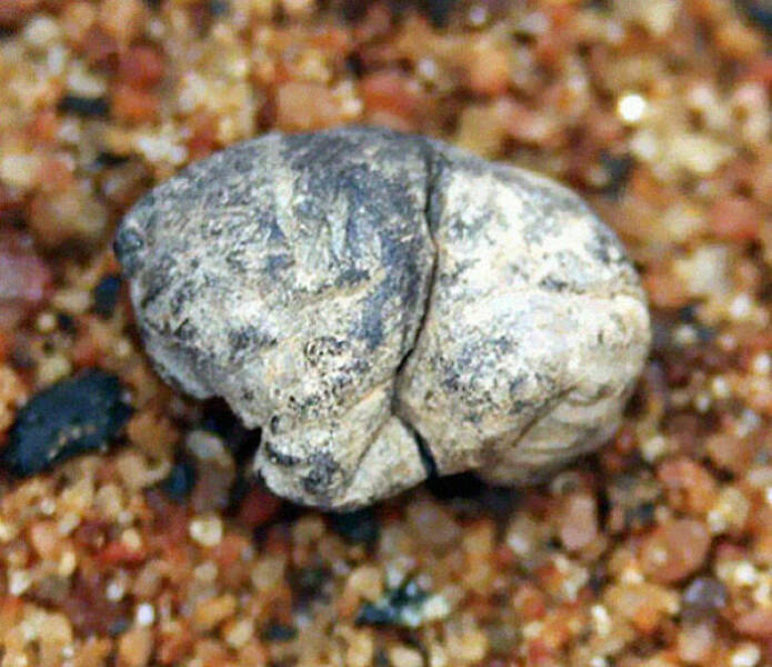 Oldest Chewing Gum (5,000 Years Old)

This chewing gum from Finland was chewed at least 5,000 years ago. The gum consists of birch bark, and was most likely used to heal mouth infections or to use as glue.