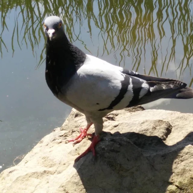 Pigeons are part of the small number of species that can recognise themselves in the mirror test. The females and males produce milk called crop milk to feed the baby pigeon. If the babies do not have access to the milk they will fail to thrive.