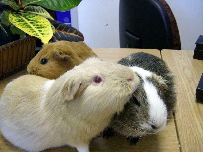 In Switzerland It Is Illegal To Own Just One Guinea Pig . This Is Because Guinea Pigs Are Social Animals, And They Are Considered Victims Of Abuse If They Are Alone