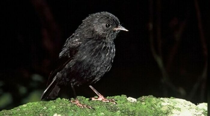 A Black Robin Named Old Blue Became The Mother Of Her Entire Species When She Was The Last Fertile Female In A Group Of 5 Robins. There Are Now Over 250 Black Robins On The Chatham Islands, And Have Raised Their Status From Critically Endangered To Endangered