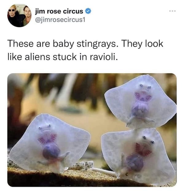 funniest tweets of the week - mineral - jim rose circus These are baby stingrays. They look aliens stuck in ravioli.