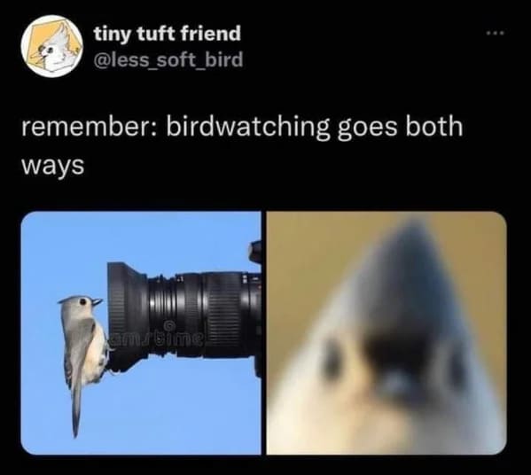 relatable memes - bird - tiny tuft friend remember birdwatching goes both ways amstime
