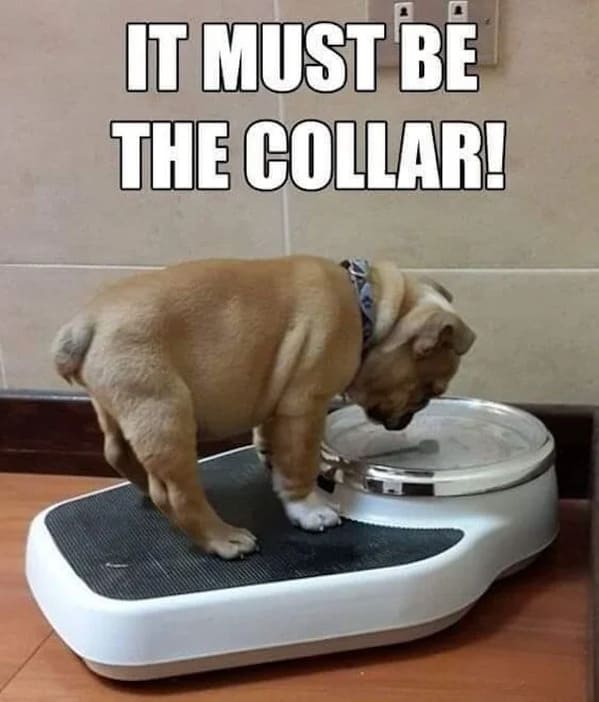 relatable memes - funny diet memes - It Must Be The Collar!