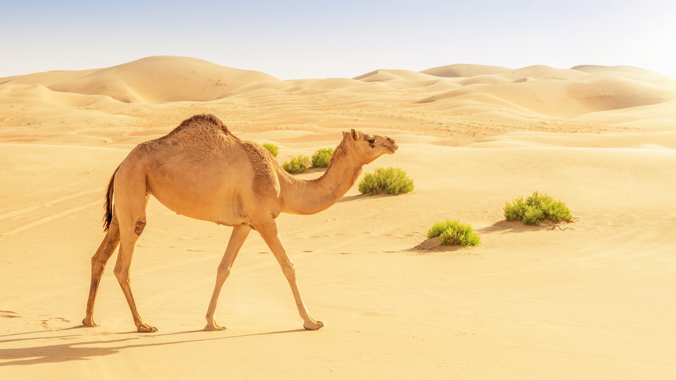 Australia exports sand and camels to the Middle East.