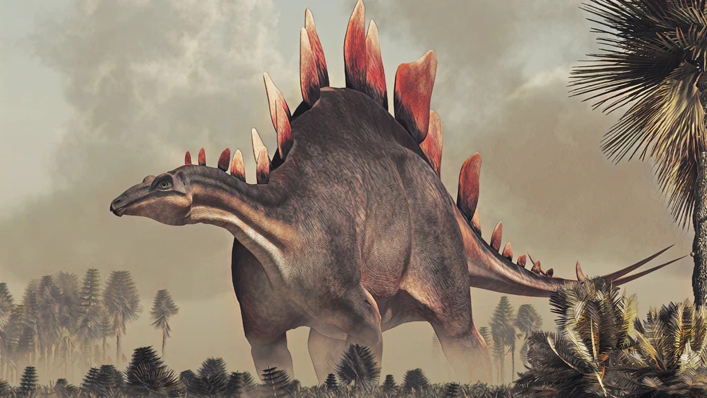The Stegosaurus was as old to the Tyrannosaurus as the T-Rex is to us. Dinosaurs lived for a long time...