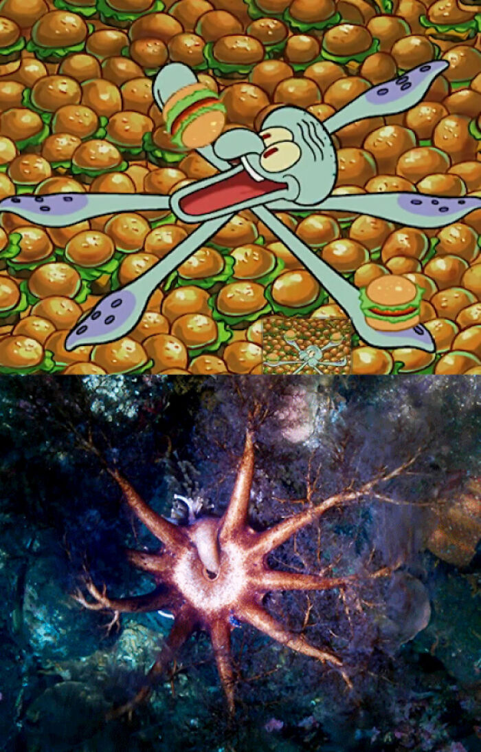 In Spongebob S3e3, Squidward Eats Krabby Patties In The Same Way That Sea Cucumbers Eat Micro-Organisms. Spongebob Was Made By Stephen Hillenburg, Who As A Degree In Marine Biology