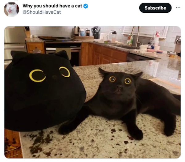 funny tweets -  black cat - Why you should have a cat HaveCat O Subscribe