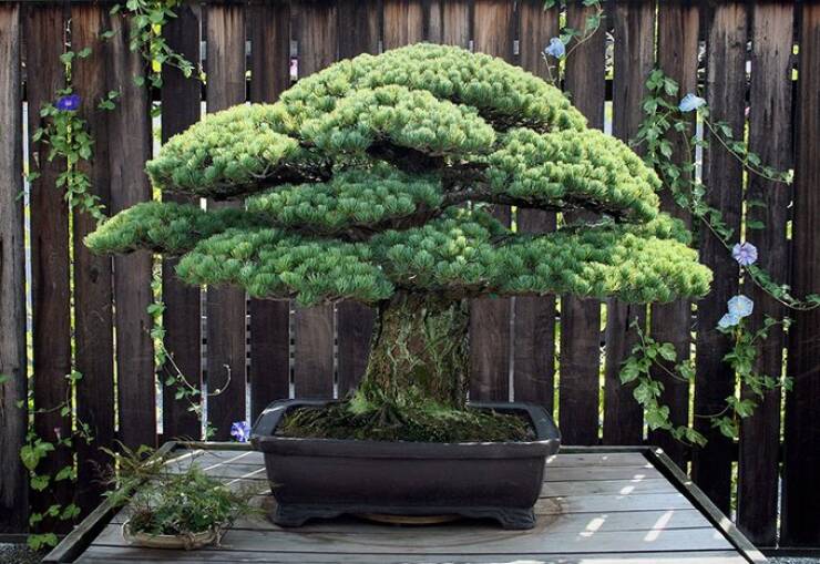 mildly interesting pics - bonsai tree 100 years old