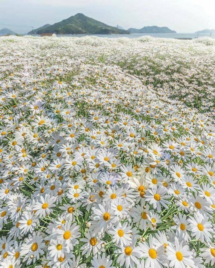 mildly interesting pics - urashima flower park japan