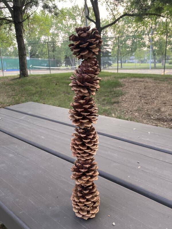 And, finally, it's possible to stack six pinecones on top of each other: