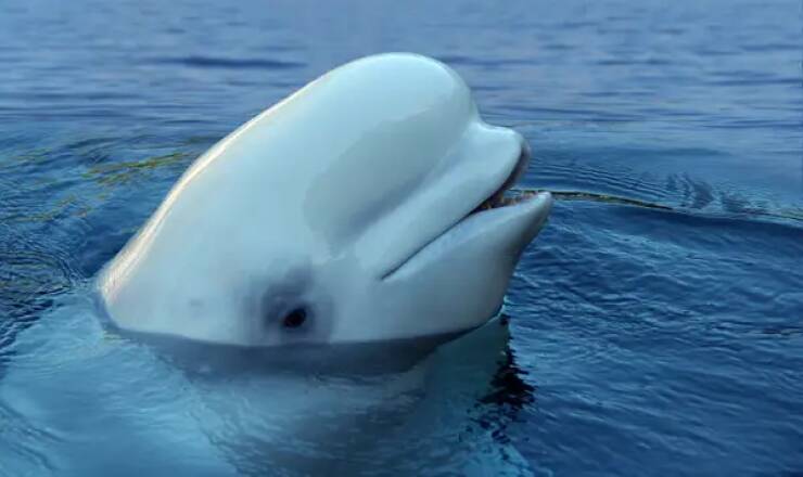 A beluga whale's head is mostly made of fatty tissue...