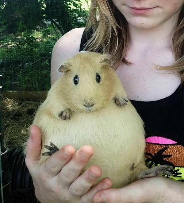 This, my friends, is what a pregnant guinea pig looks like: