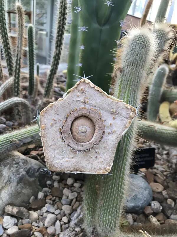 This is what a cactus that's been cut in half looks like: