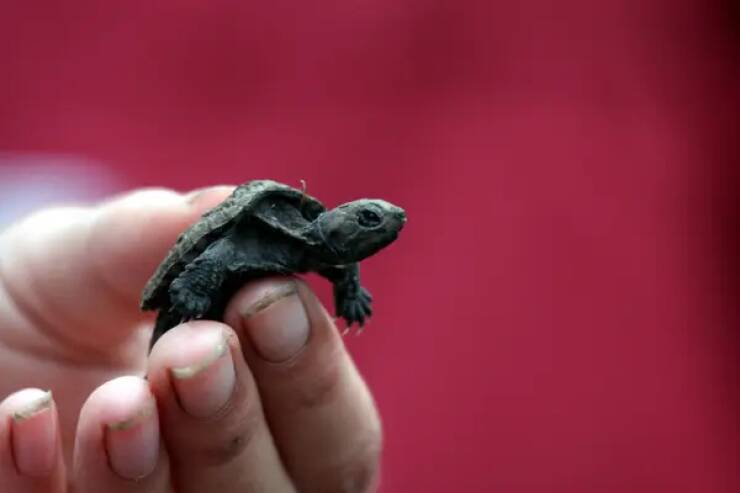 This is what a baby snapping turtle looks like: