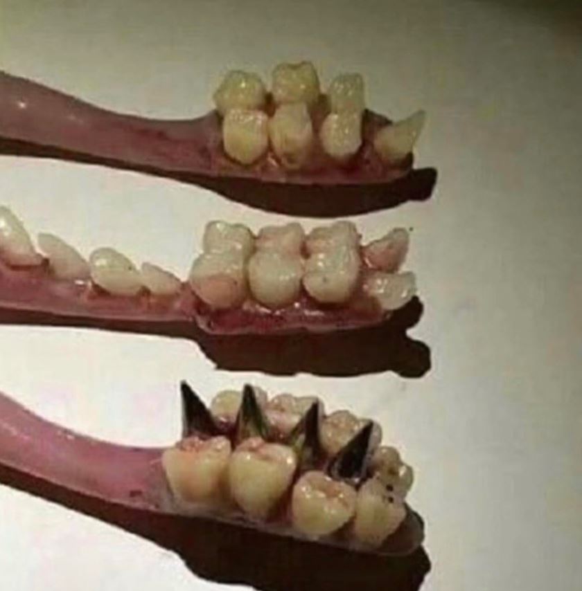 cursed pics - 4 out of 5 dentists meme