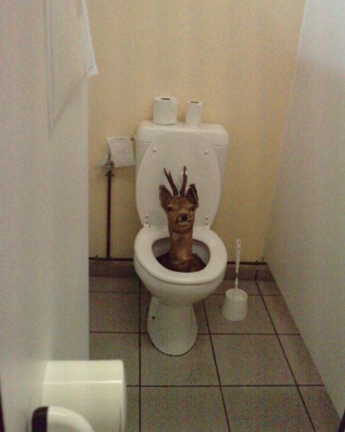 cursed pics - toilet deer