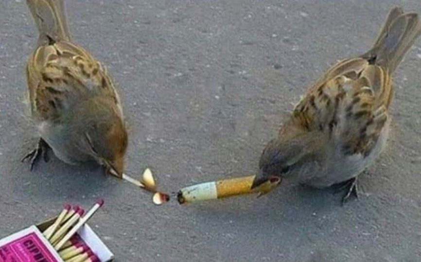 cursed pics - 2 birds smoking - Ciph