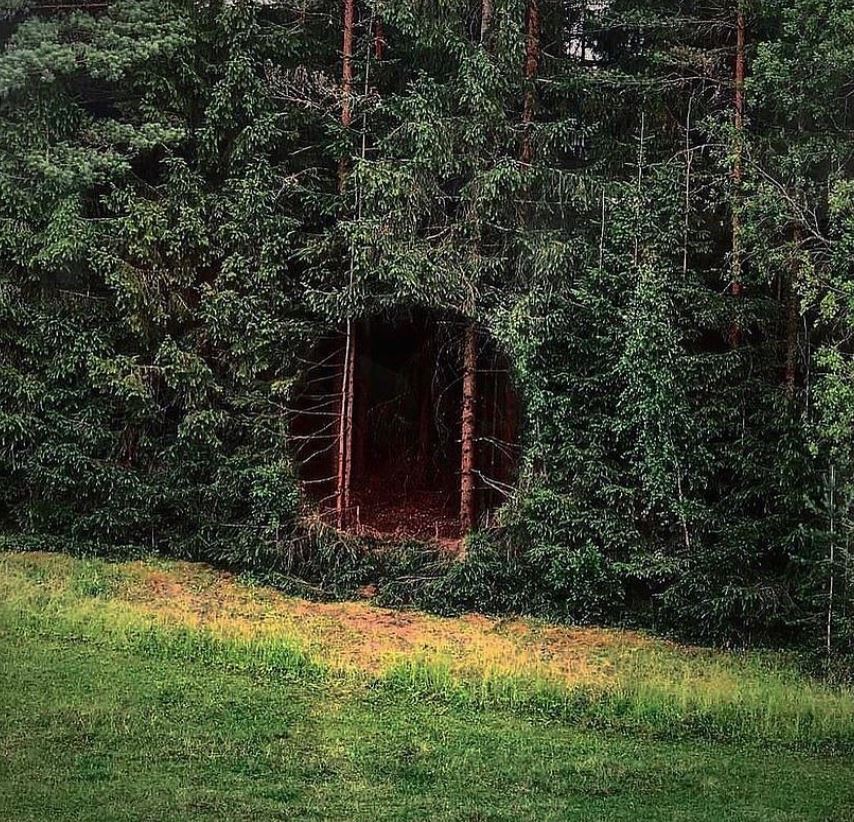 cursed pics - dreamcore forest