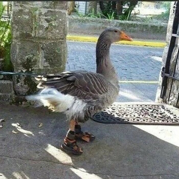 cursed pics - duck in sandals