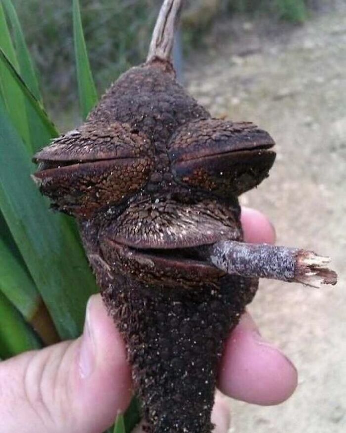 cursed pics - funny acorn