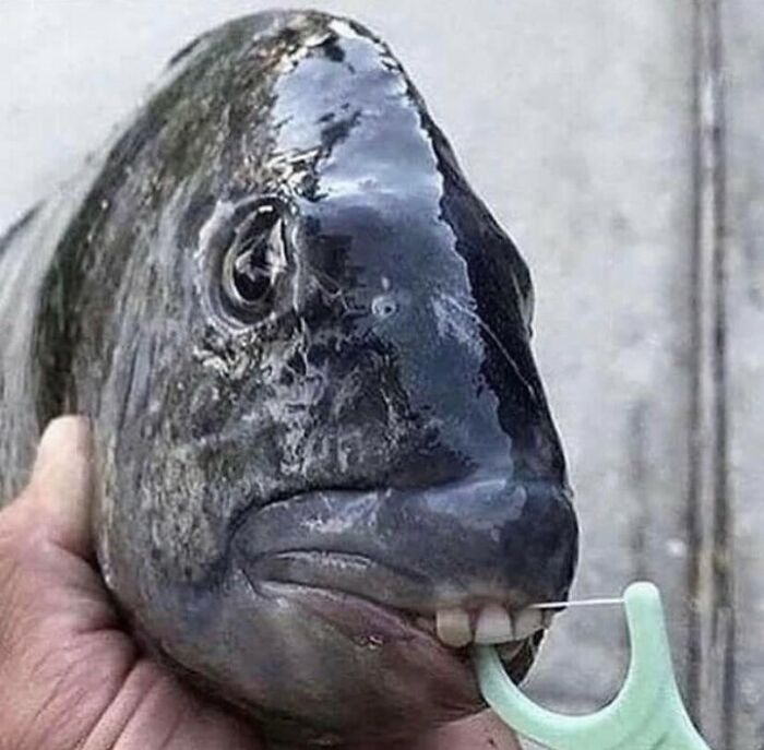 cursed pics - fish meme