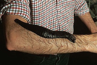 Haementeria ghilianii, the giant Amazon leech, is one of the world's largest species of leeches. It can grow to 450 mm (17.7 in) in length and 100 mm (3.9 in) in width