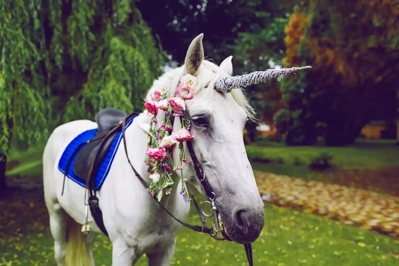 The national animal of Scotland is the unicorn.