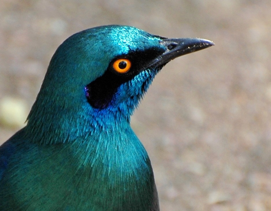 The greater blue-eared starling or greater blue-eared glossy-starling is a bird that breeds from Senegal east to Ethiopia and south through eastern Africa to northeastern South Africa and Angola.