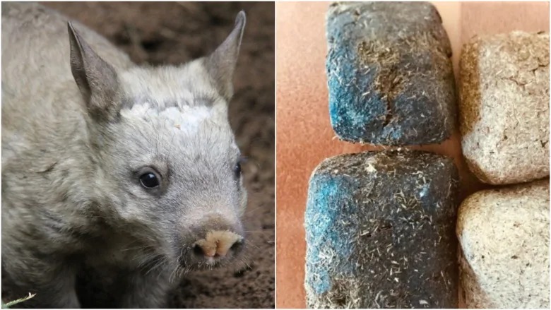Wombats are the only animal to produce cube shaped poop