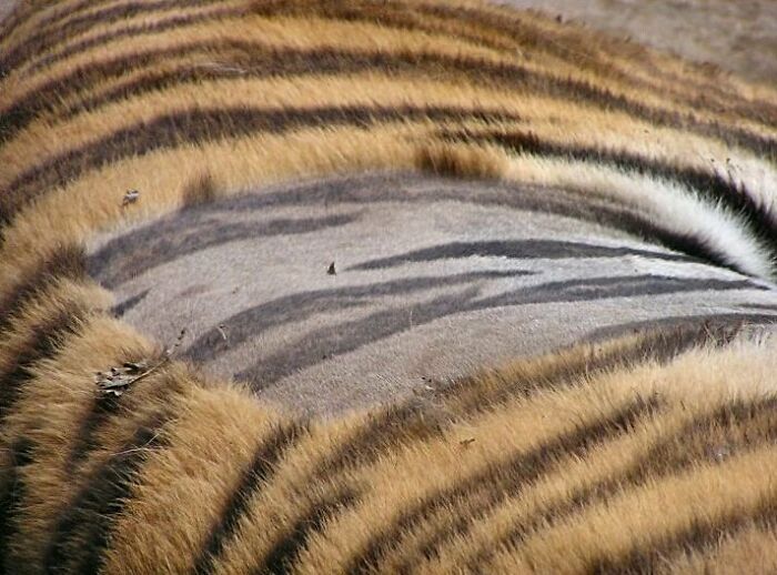 If you shave a tiger, it will still be stripey. And angry - Very, very angry.