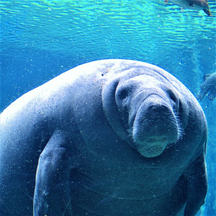 Manatees aren't fat. They're round.