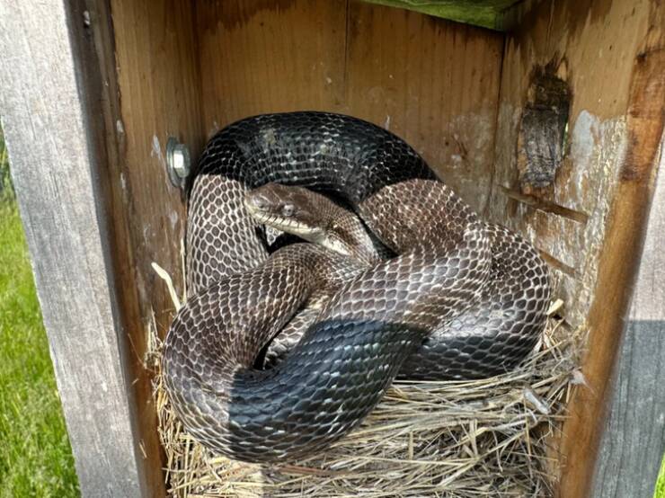 “Opened the door to my Bluebird nesting box to check on the growth of the baby birds and found this snake inside. All the birds were eaten.”