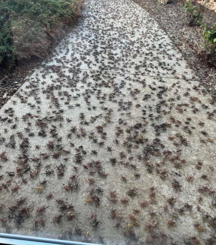 “Mormon crickets at my local hospital.”