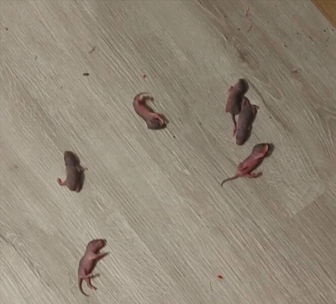 “So I think I have a rat problem... These guys fell out of the shorts I was about to put on.”