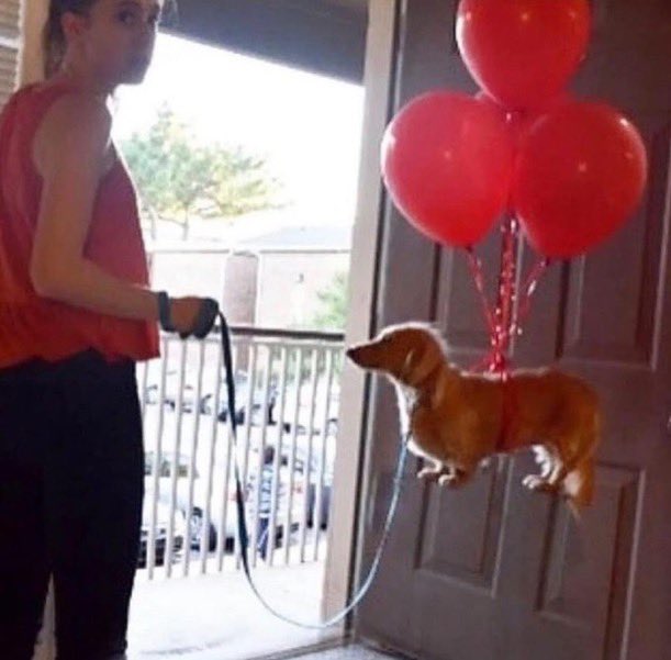 dog on balloons meme