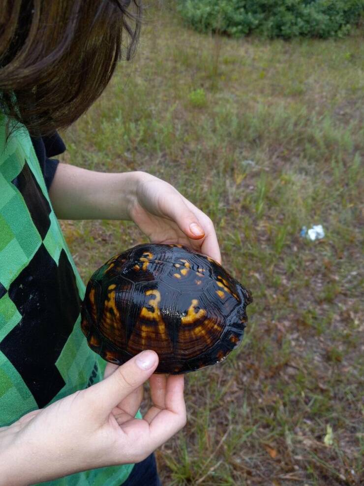Son moved a turtle out the road with the number 3  reputedly on its shell.
