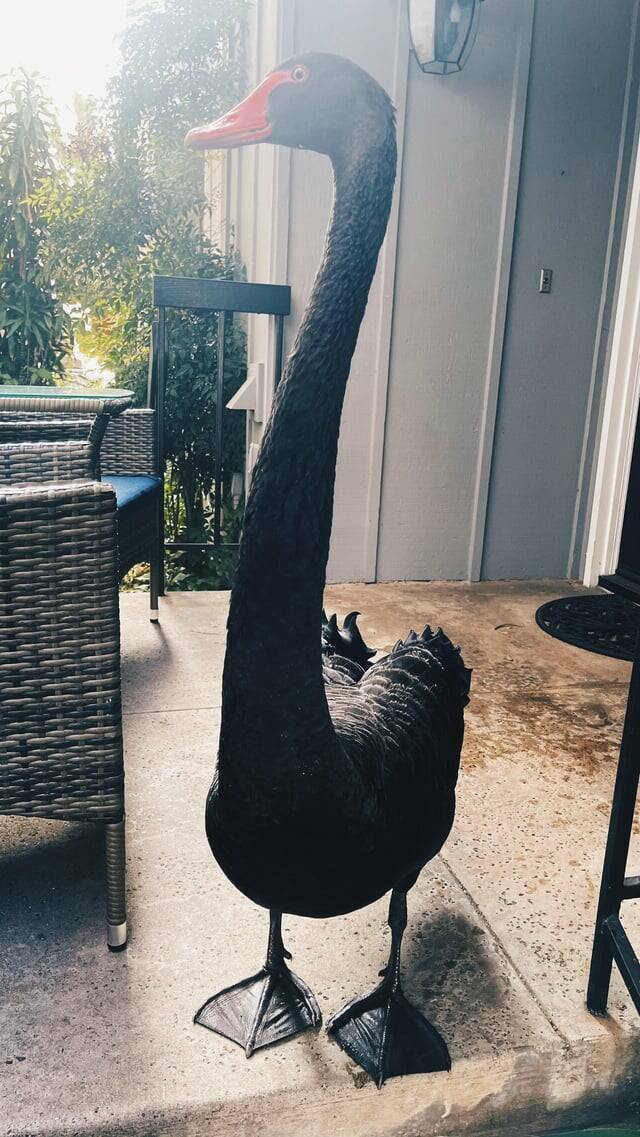 Woke up to a black swan peering through my front door.