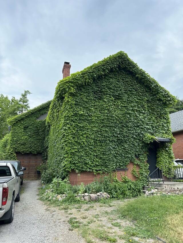 "This house covered in Ivy"