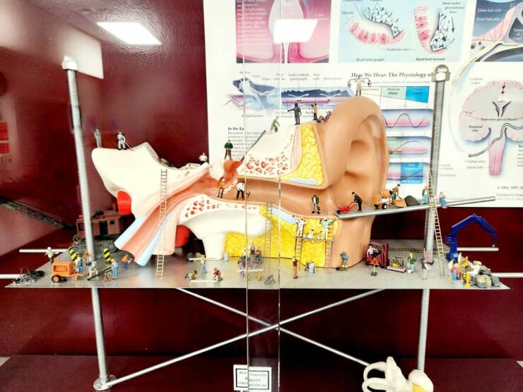 Ear anatomy model with miniature construction crew at the ENT office.