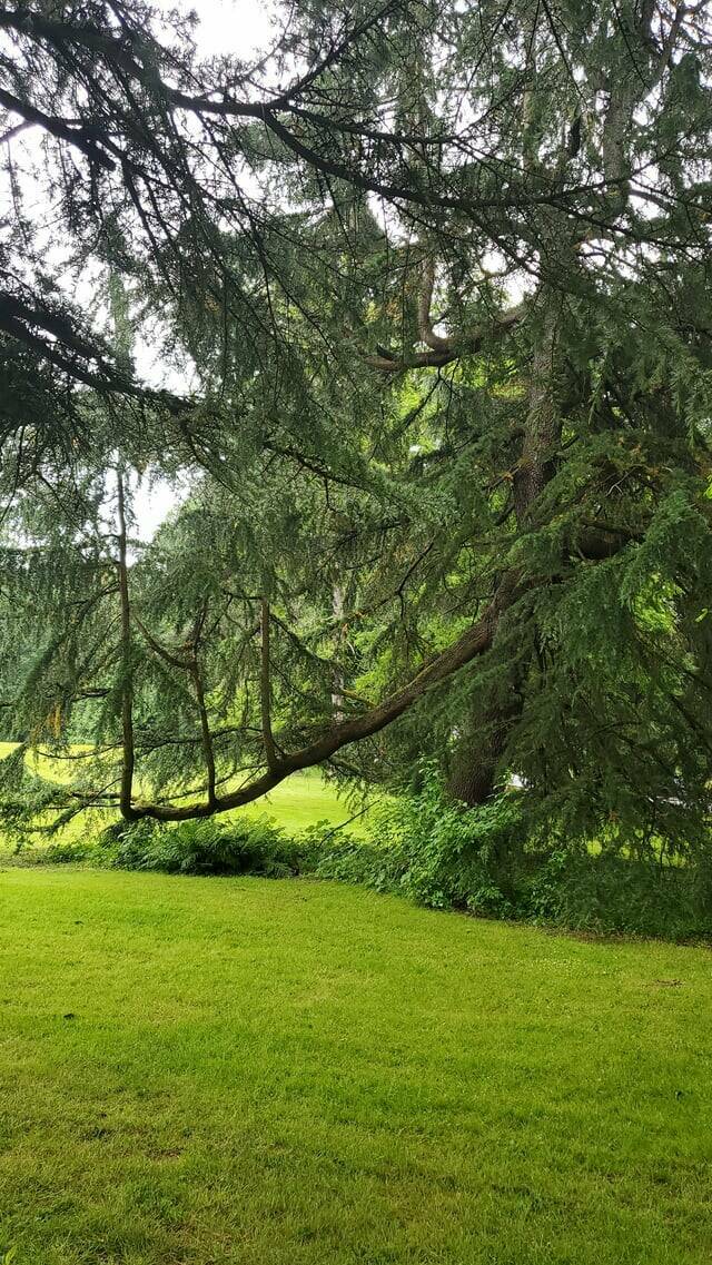 "Three aspiring trees"