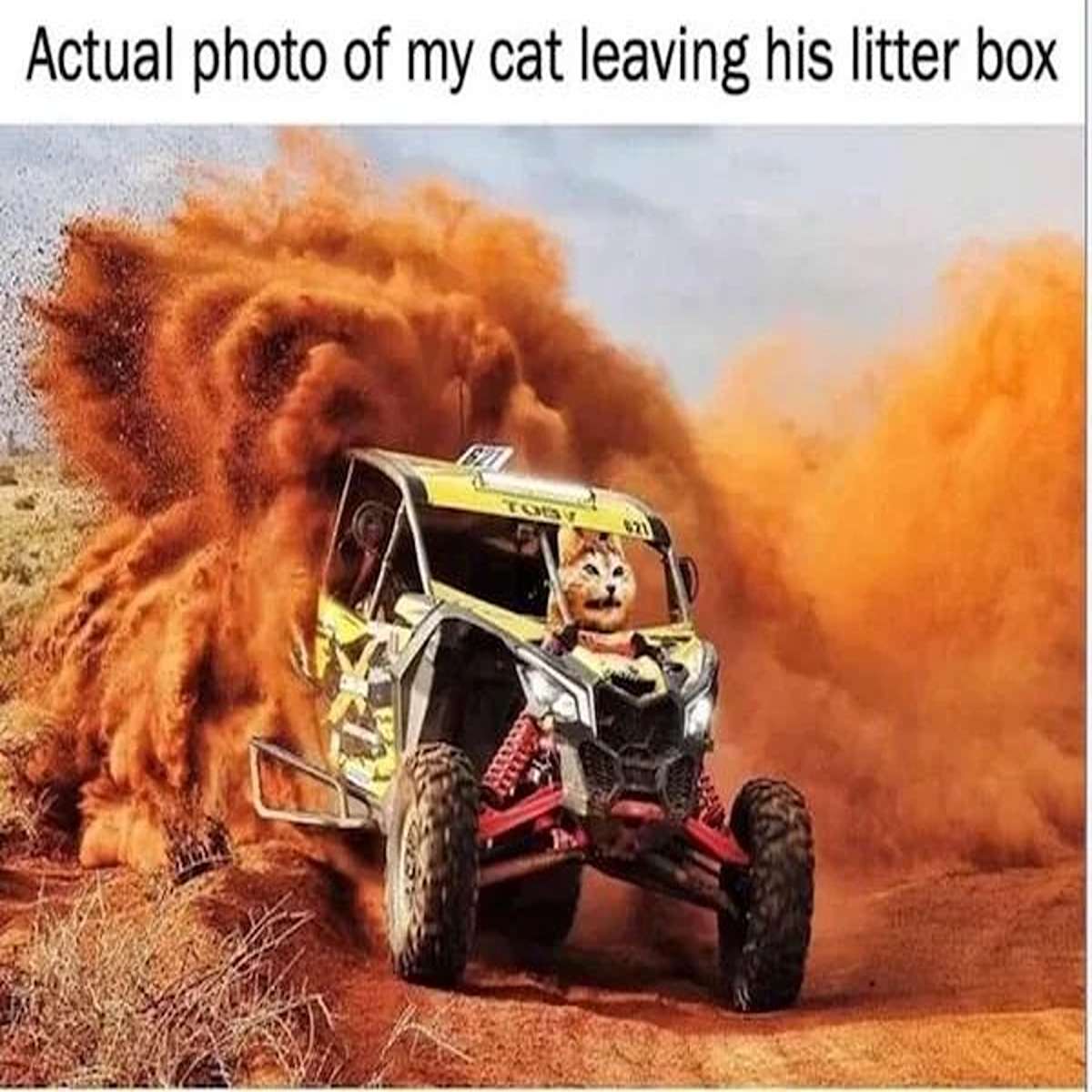 dank memes - my cat leaving the litter box meme - Actual photo of my cat leaving his litter box Toby