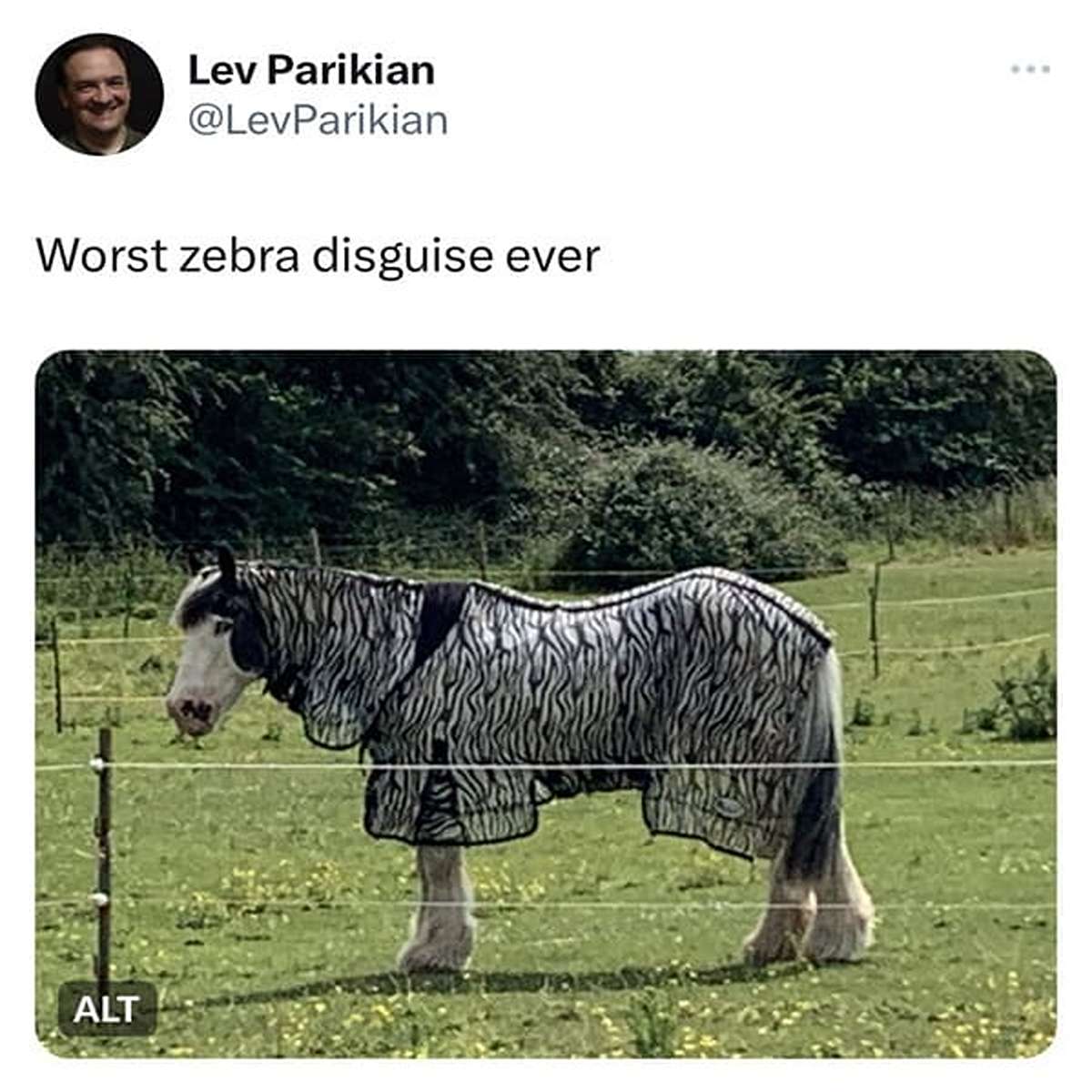 funny tweets and memes - fauna - Lev Parikian Worst zebra disguise ever Alt