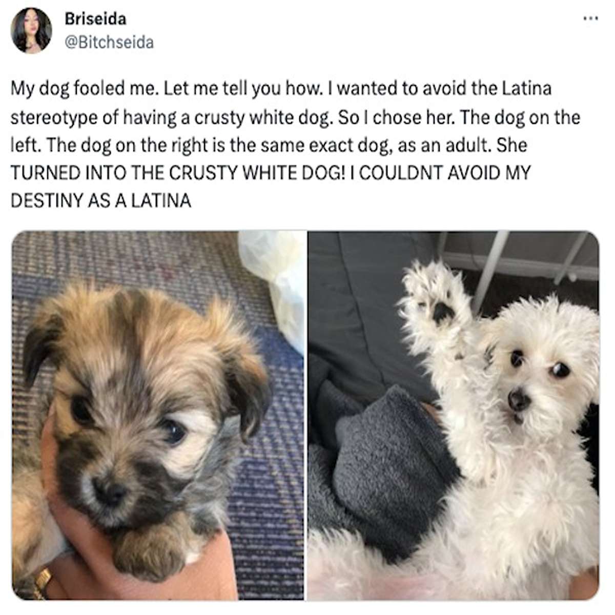 funny tweets and memes - dog - Briseida My dog fooled me. Let me tell you how. I wanted to avoid the Latina stereotype of having a crusty white dog. So I chose her. The dog on the left. The dog on the right is the same exact dog, as an adult. She Turned I
