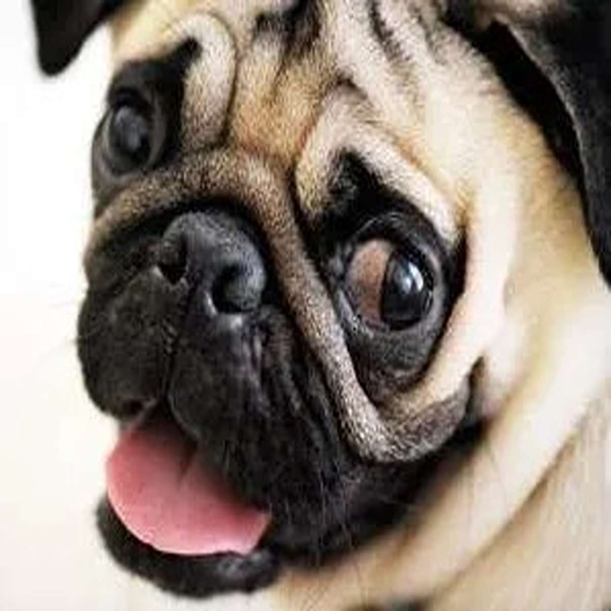 Pug owners are expected to know how to re-attach it's eyes.