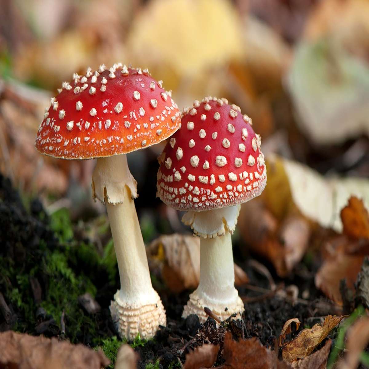 Fungi are much closer related to animals than either one are to plants, and specifically to protostomes: bugs and worms of all sorts. Fungus cell walls are made of the same polymer that arthropods' exoskeletons are made of, and are coded for by the same gene. There have been proposals to reclassify fungi in the animal kingdom.