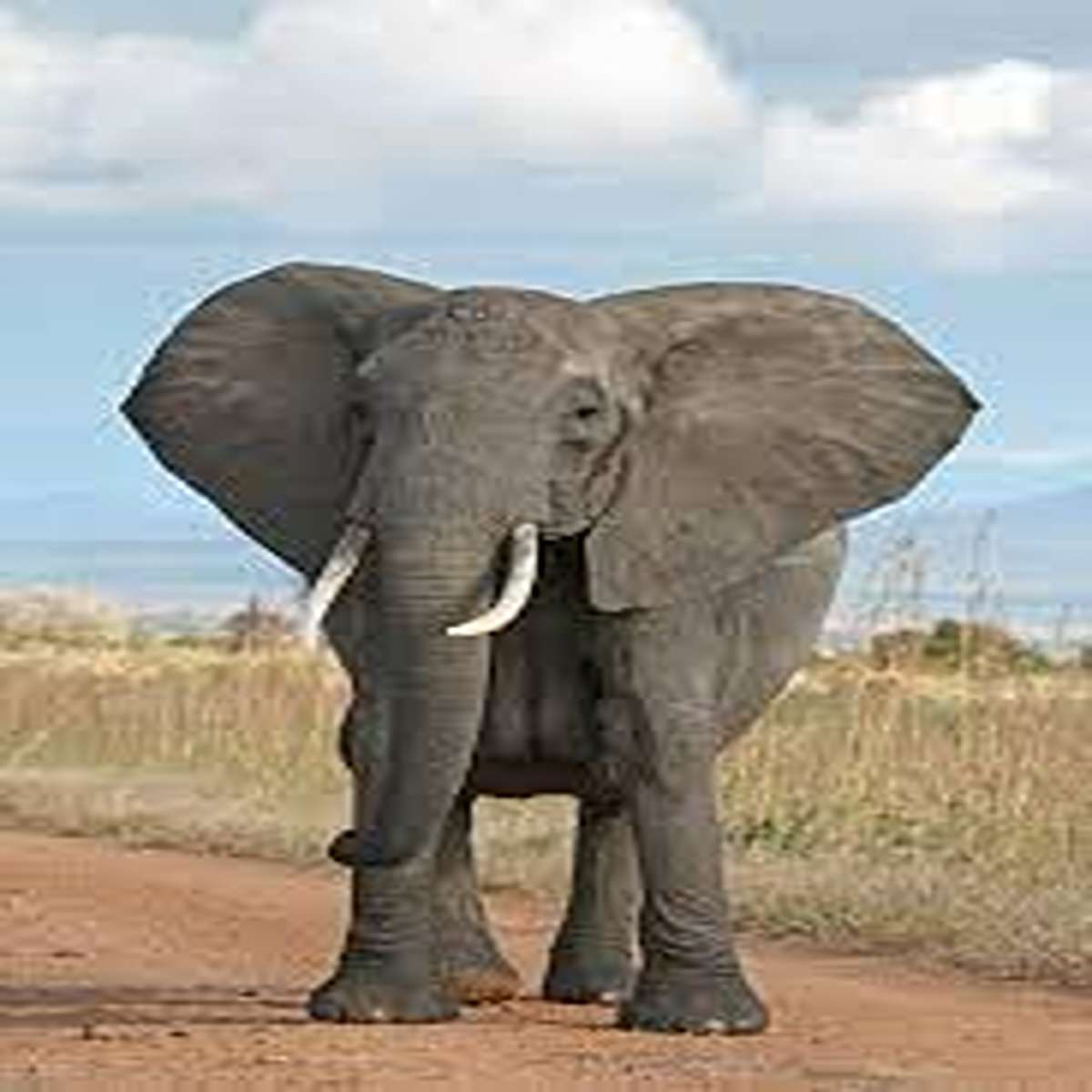 Elephants can control their d**k like a second trunk.